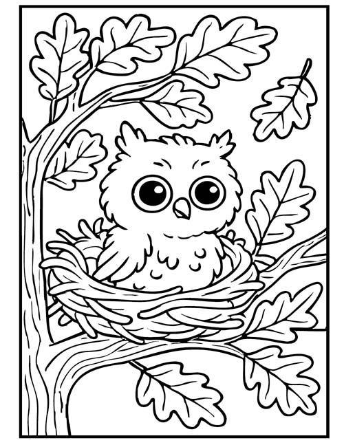 baby owl coloring page