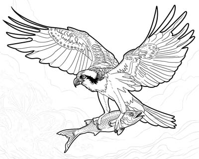 osprey with a fish coloring page