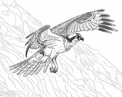 osprey flying coloring page