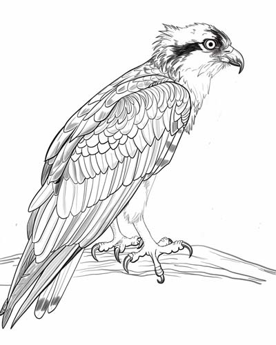 realistic osprey coloring page
