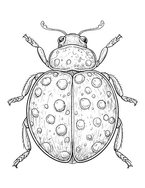 ink sketch coloring page of a ladybug