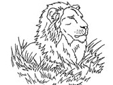 male lion coloring page