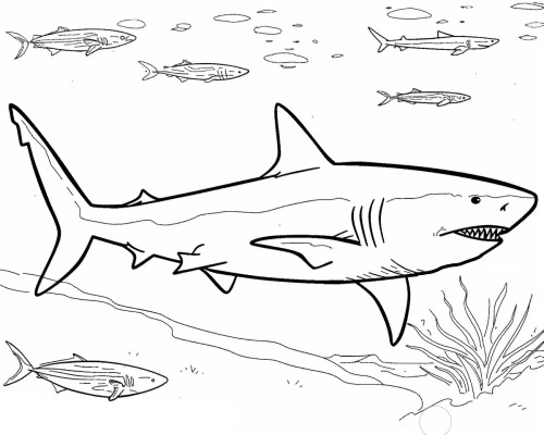 coloring page of a mako shark