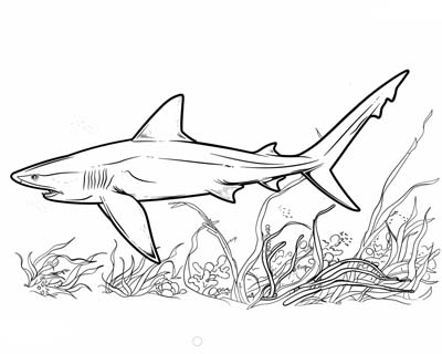 coloring page of a thresher shark