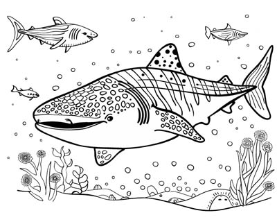 coloring page of a whale shark