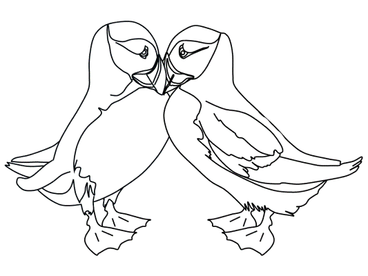 Puffins coloring page