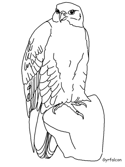 Gyrfalcon coloring page