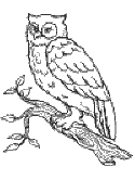 owl coloring page