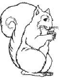 squirrel coloring page