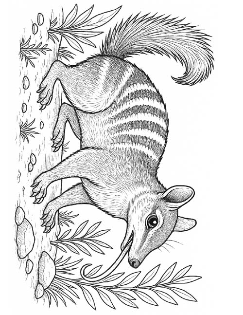detailed coloring page of a Numbat