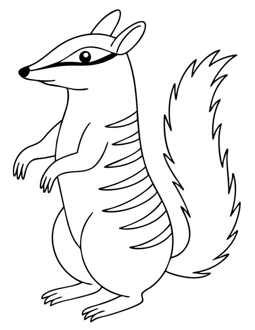 coloring page of a Numbat watching