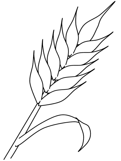 autumn coloring book pages