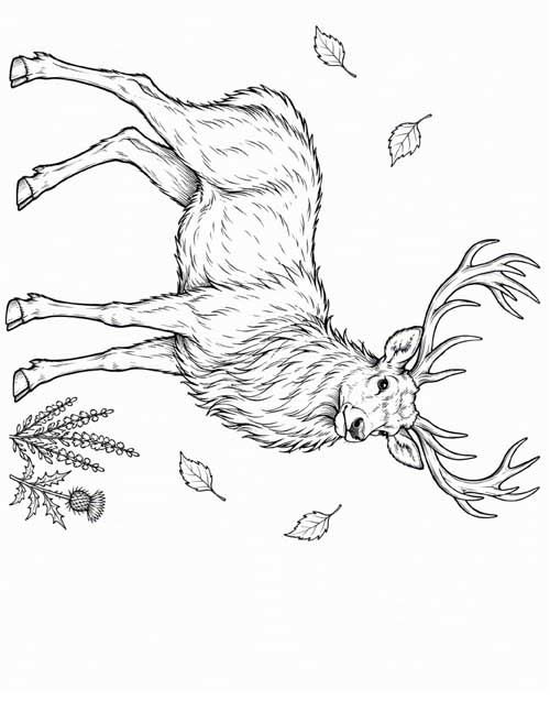 detailed, fine line coloring page of a red deer in autumn