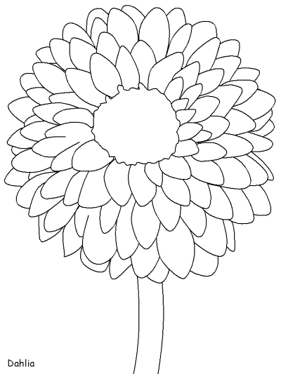 dahlia coloring page
