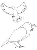 Huginn and Muninn coloring pages