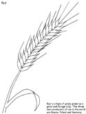 Russian crops - rye coloring pages