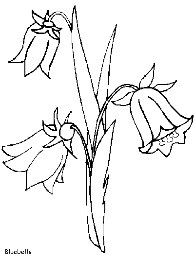 Bluebells coloring page