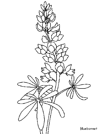 Bluebonnet coloring page