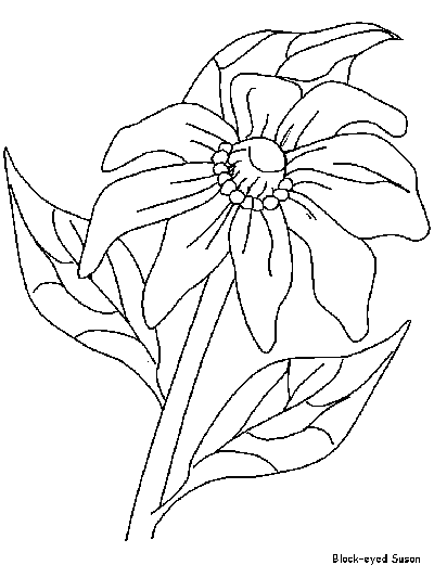 Black-eyed Susan coloring page