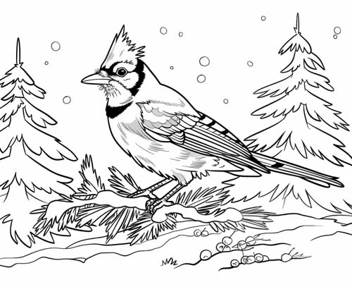 coloring page of a blue jay in winter