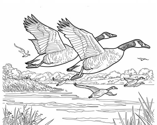 coloring page of geese migrating