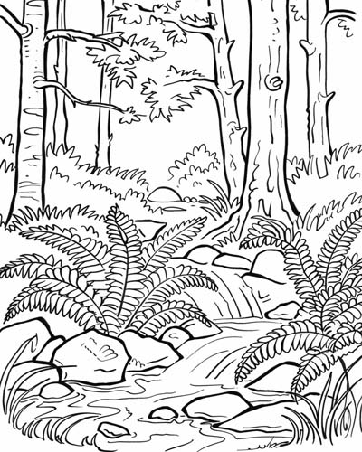 coloring page of ferns and a forest stream
