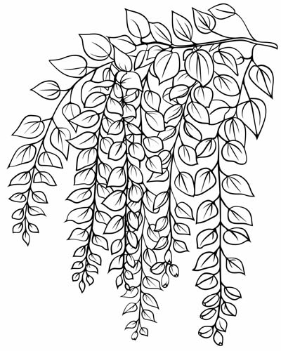 coloring page of a Maidenhair Fern