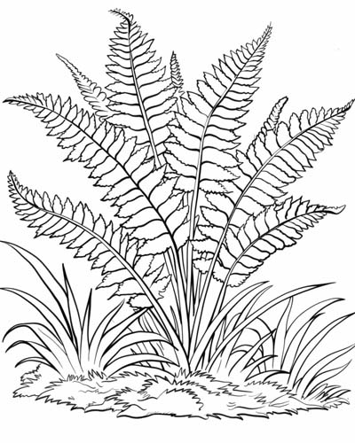 coloring page of an Ostrich Fern