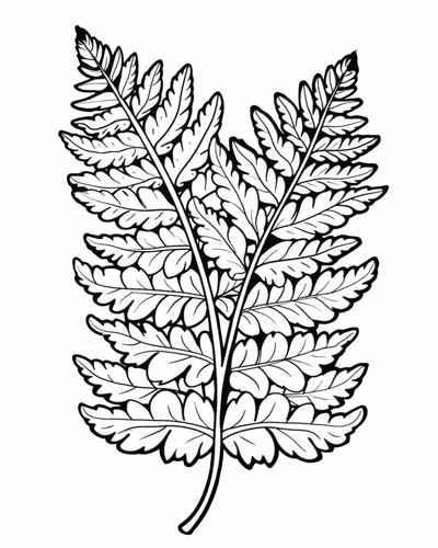 coloring page of a fern