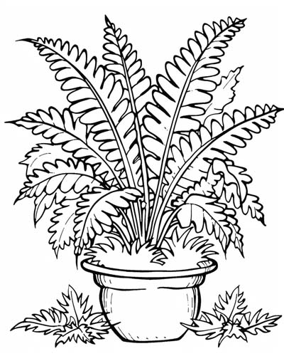 coloring page of a fern