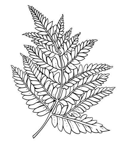 coloring page of a fern