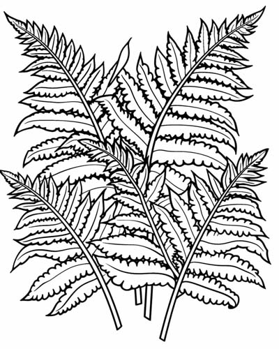 coloring page of a fern