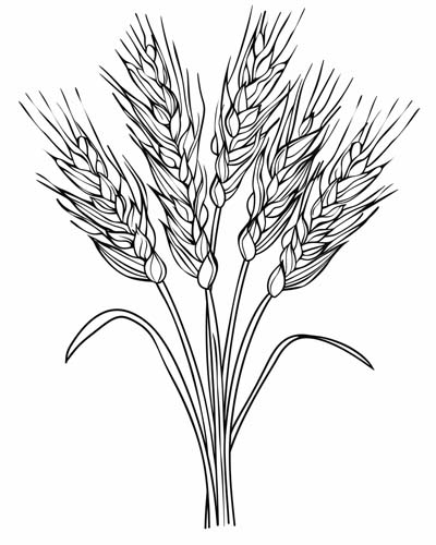barley coloring pages