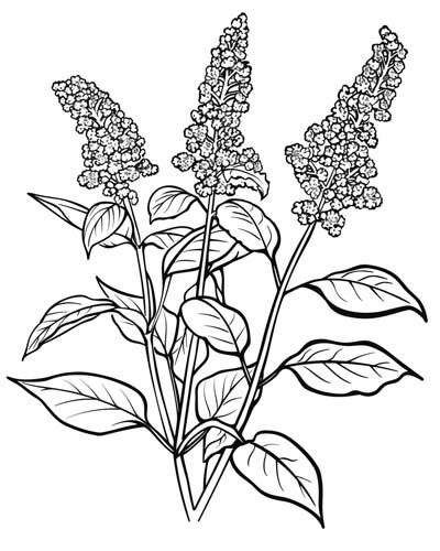 quinoa coloring pages