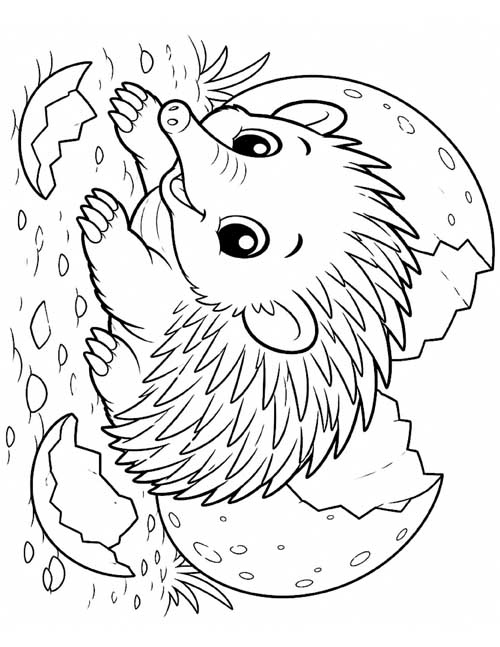 baby echidna coloring page