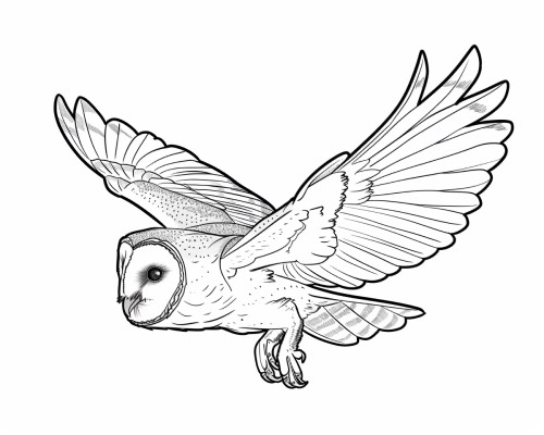 barn owl flying coloring page