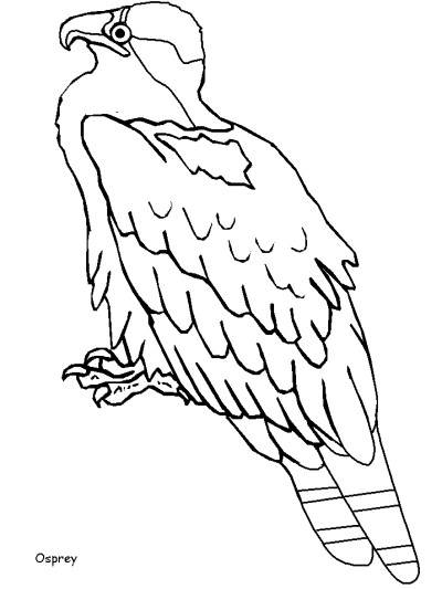 Canadian birds coloring page