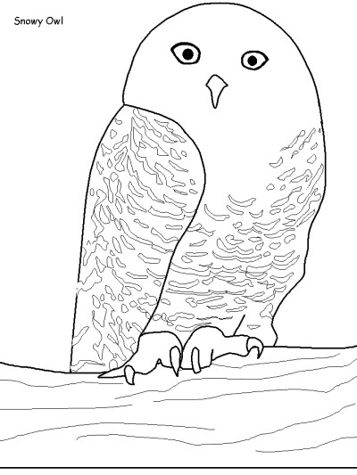 Canadian birds coloring page