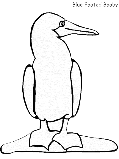 blue footed booby coloring page