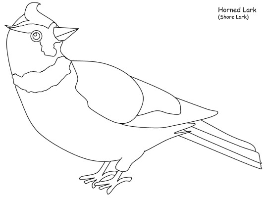 Horned Lark coloring book page