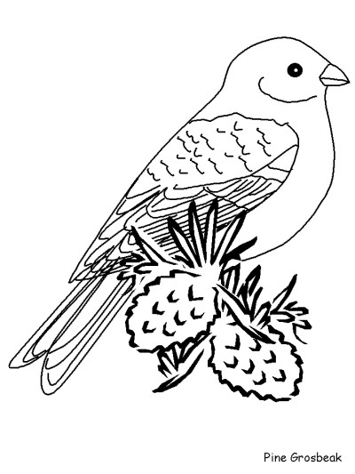 Pine Grosbeak coloring page