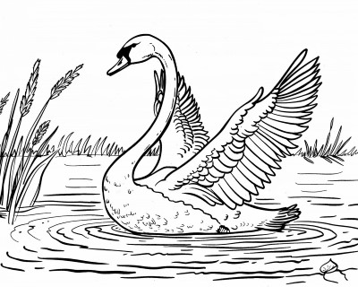 swan fluffing up her wings in a lake coloring page