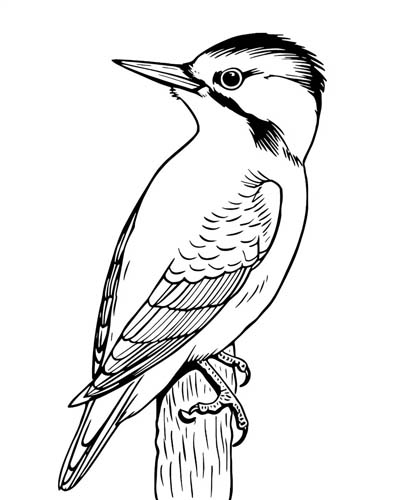 realistic woodpecker coloring page