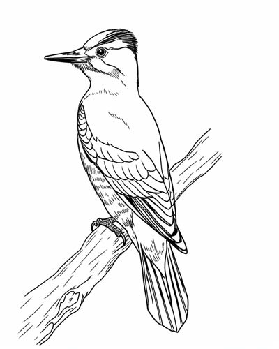 realistic woodpecker coloring page