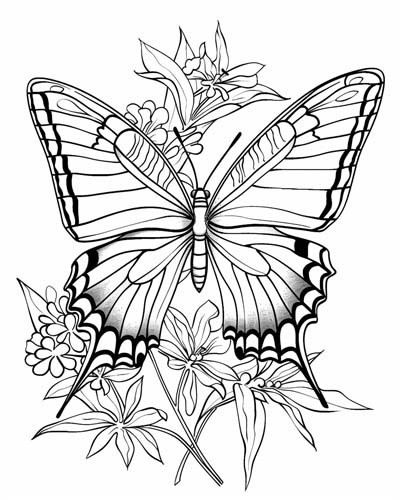 butterfly coloring page