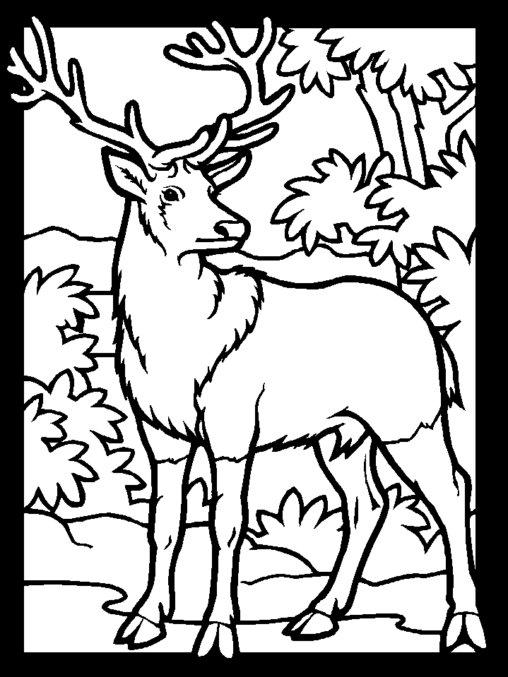Buck in Forest Colouring Page