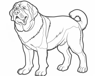 saint bernard coloring page