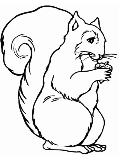 albert's squirrel coloring page
