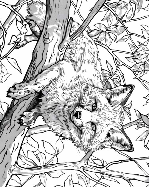 realistic coloring page of a gray fox