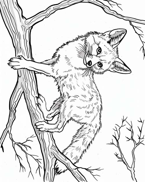 coloring page of a gray fox in a tree